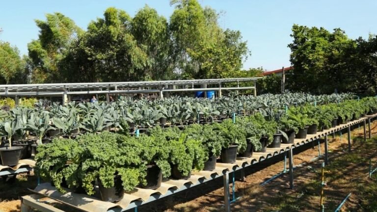 “สวนผักทางไฟ” พลิกพื้นที่แห้งแล้งใต้แนวสายส่งไฟฟ้า สู่แหล่งอาหารบ้านโนนยาง