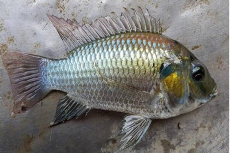 กลับมาระบาด ชาวประมงหยุดล่าปลาหมอคางดำ เหตุไม่คุ้มทุน