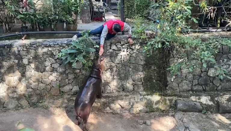 สวนสัตว์เปิดเขาเขียว เตรียมสู่ขอ น้องหมูมะนาวให้น้องหมูตุ๋น