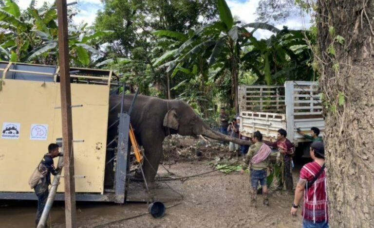 ย้ายสำเร็จ! พลายดอกแก้ว ยอมขึ้นรถมาบ้านหลังใหม่