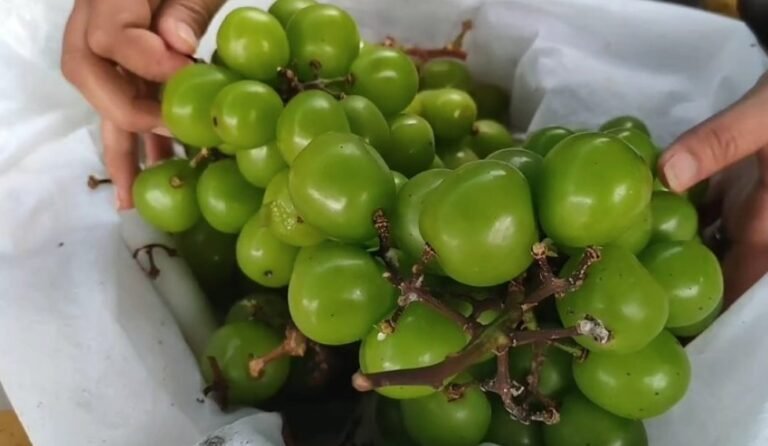 รมว.สาธารณสุข เคลียร์ดรามา องุ่นไชน์มัสแคท ล้างแล้วก็กินได้