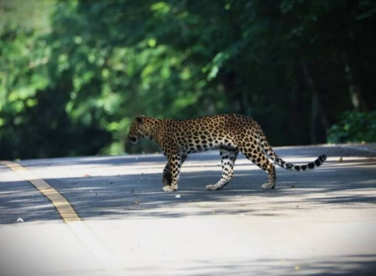 ตื่นตา “นกทึดทือมลายู-เสือดาว” โชว์ตัวแก่งกระจาน