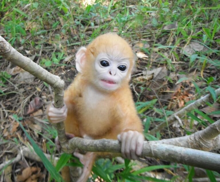 ส่องความน่ารัก “ค่างแว่นถิ่นเหนือ” เผย นิสัยขี้อาย ขาไม่ยอมแตะถึงพื้น หากไม่จำเป็น