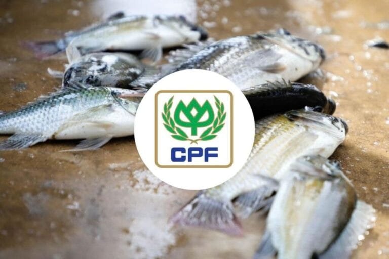 CPF ย้ำข้อเท็จจริงไม่ใช่สาเหตุแพร่ระบาดปลาหมอคางดำ ไม่กังวลการร้องค่าเสียหาย