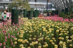 cover_tulip-1024x683 » The Mainstream