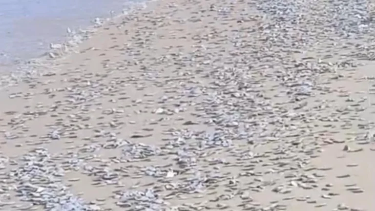 ตะลึง “หาดป่าตอง” ปลาน็อกตายเกลื่อนตลอดแนวชายหาด ยังไม่ทราบสาเหตุ