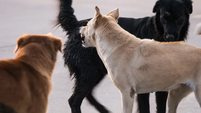 สกัด “พิษสุนัขบ้า” อ่อนนุช 86 จับเข้าศูนย์กักครึ่งร้อย ระดมฉีดวัคซีน