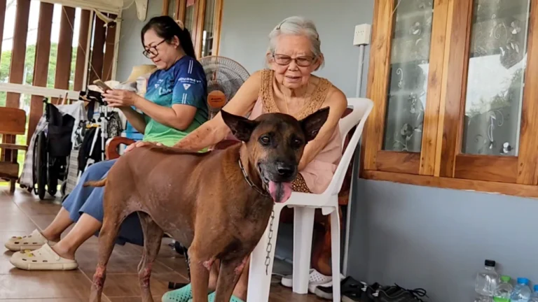 ยายดีใจ เจอหมาสุดรักกลับสู่อ้อมอก หลังตกใจเสียงพลุหายไป 10 วัน