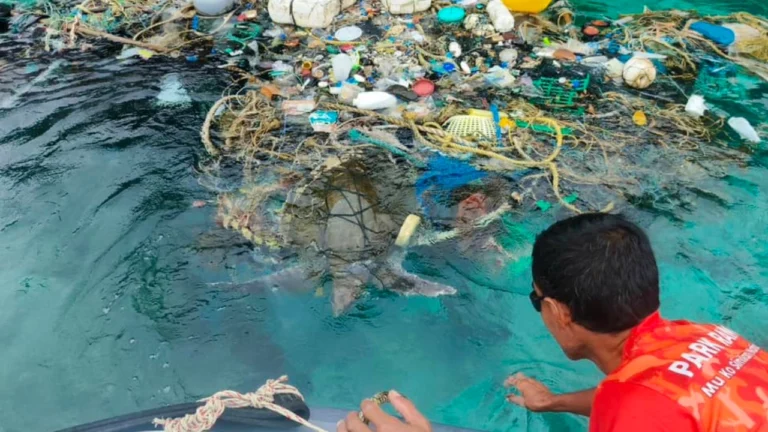 ผนึกกำลังช่วย “เต่าหญ้า” โดนเชือกอวนรัดตัว ลอยมากับขยะทะเล