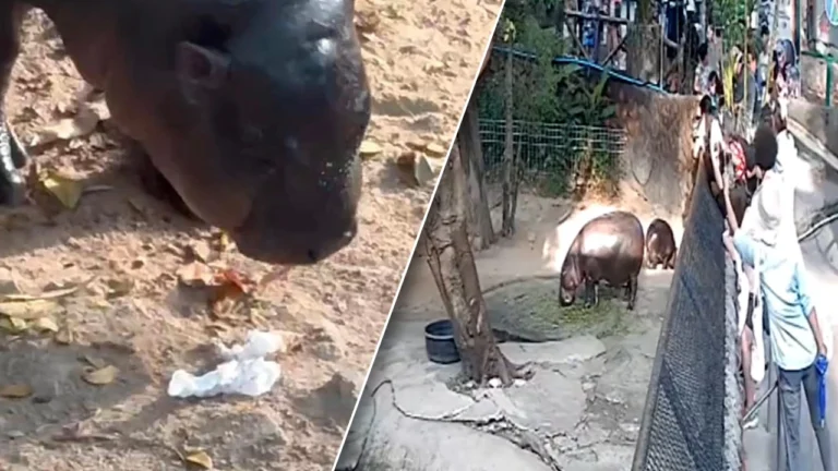 เฉลยแล้ว มือดีทิ้ง “กระดาษทิชชู” ในบ่อหมูเด้ง พร้อมเตือน นทท. ทิ้งขยะให้ถูก