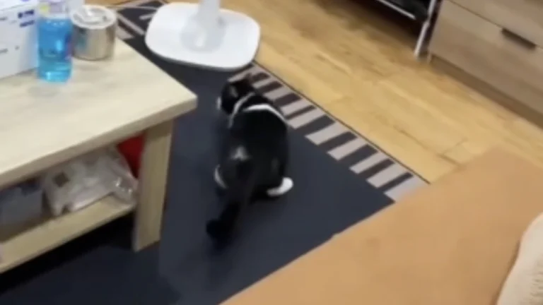 ทัวร์ลงยับ หนุ่มอัดคลิปบีบคอแมว ร่อนจดหมายขอโทษ สุดท้ายลบโพสต์ทิ้ง