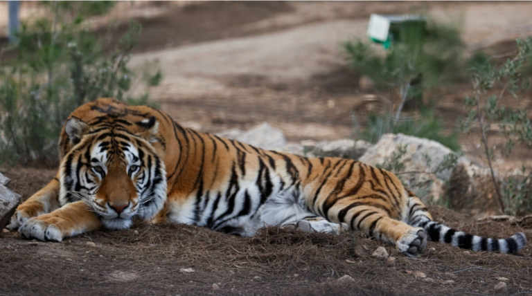 อินเดียประสบความสำเร็จ เพิ่มประชากรเสือได้ 2 เท่าในรอบหลายปี