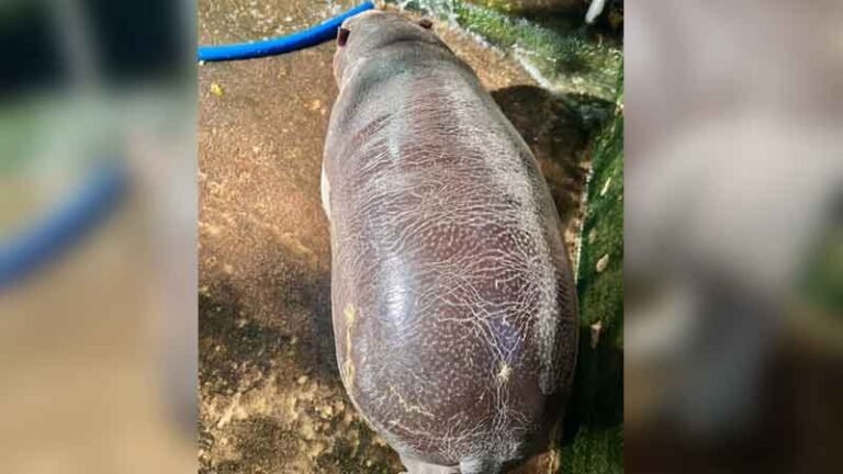 ชั่งน้ำหนัก – วัดตัว ‘หมูเด้ง’ แน่นทุกสัดส่วน