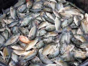 news-802cef9 » The Mainstream