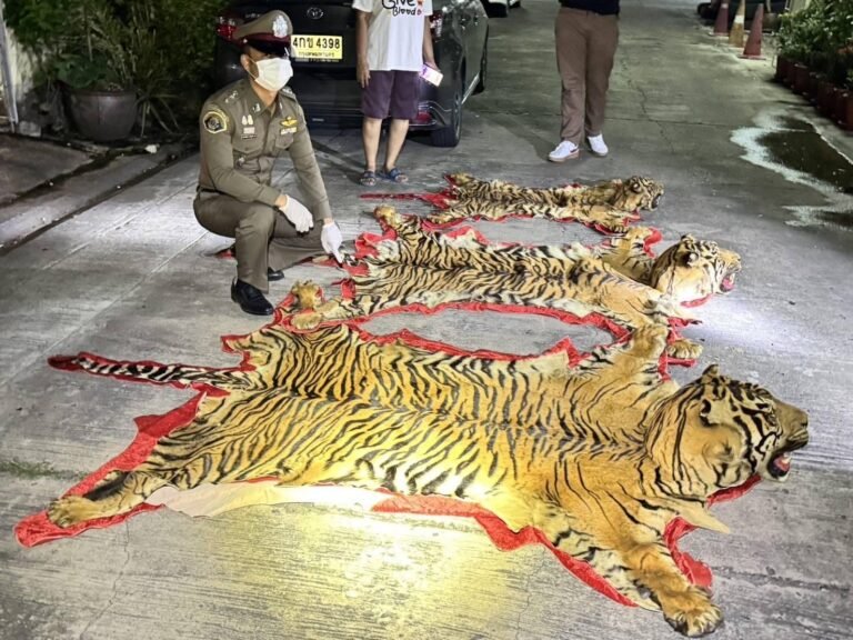 บก.ปทส.ตัดวงจรค้าเสือโคร่ง แก้ไขปัญหาการลักลอบค้าสัตว์ป่า ยึดของกลางซากเสือโคร่ง 3 ตัว