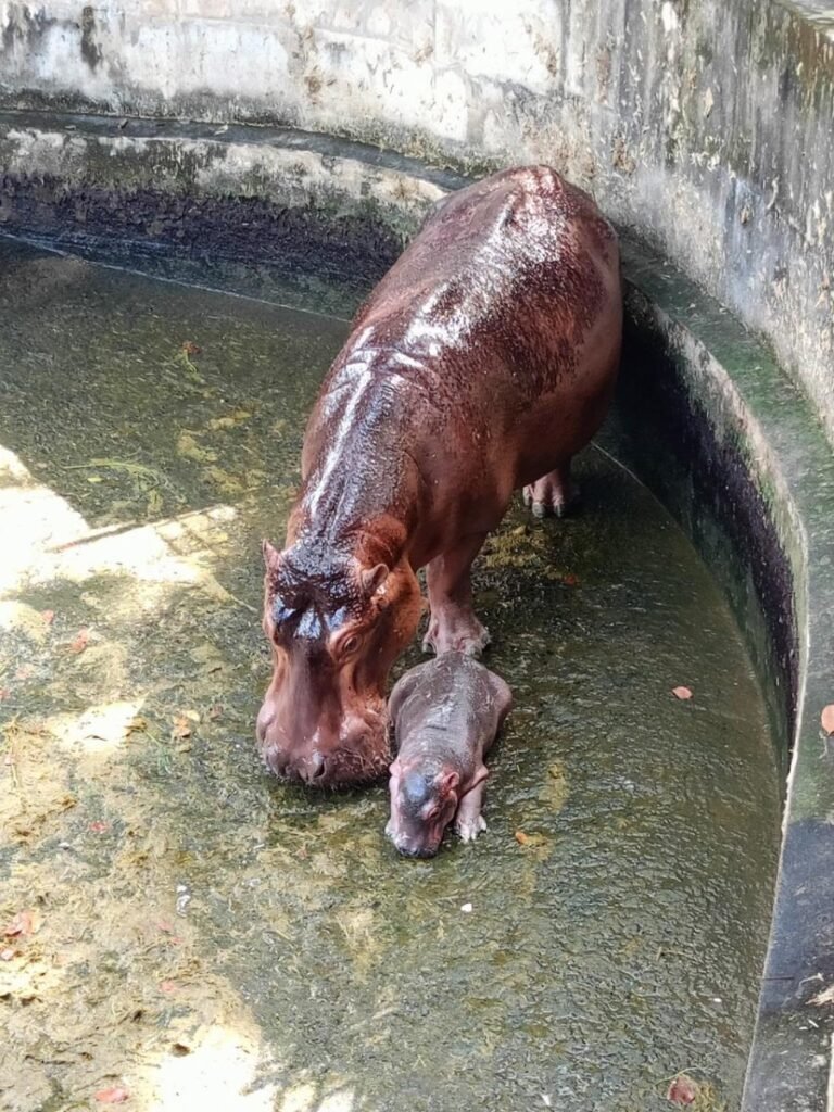 น้องฮิปโปฯ ศรีสะเกษ ได้ชื่อ “น้องหอมแดง” ผลโหวต 52,045 โหวต