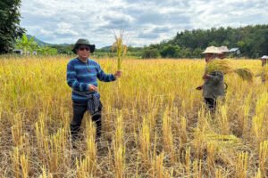 rice2-1024x683 » The Mainstream