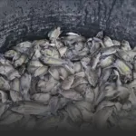 Pile of small silvery fish packed in a dark tub or container.