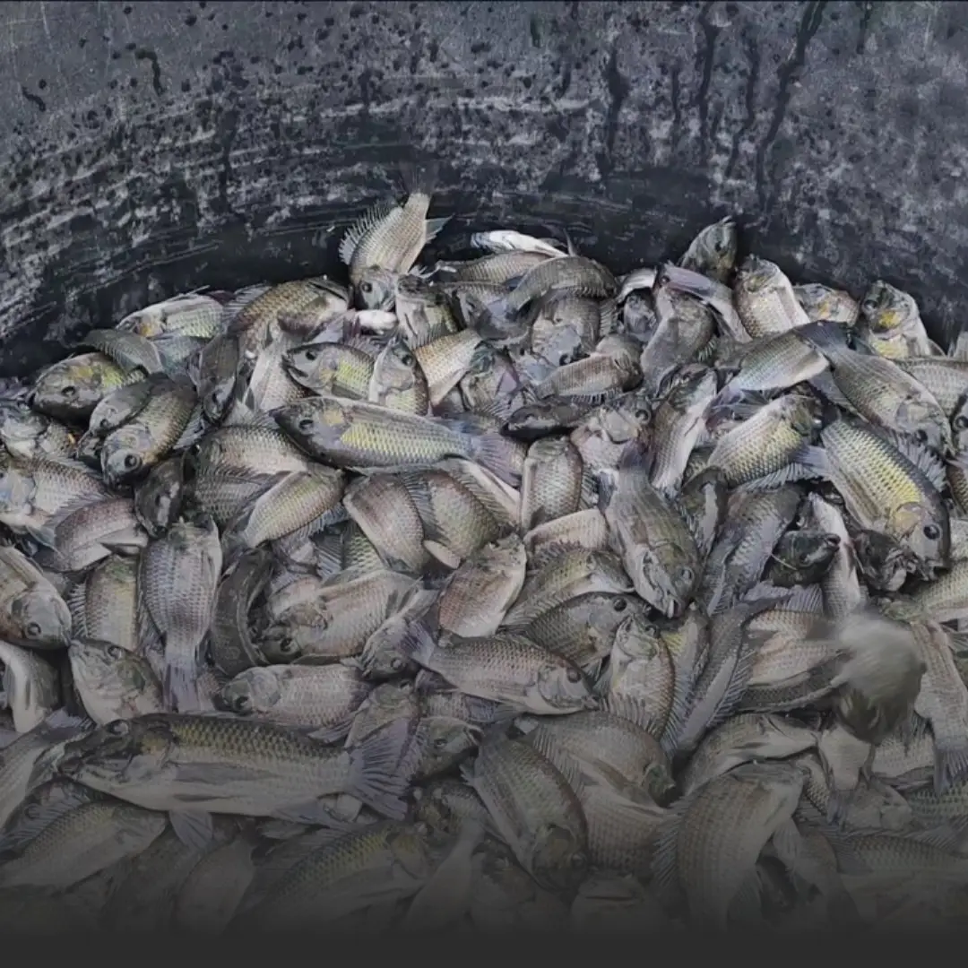 กรมประมงลุยกำจัดปลาหมอคางดำในบางขุนเทียน » The Mainstream Pile of small silvery fish packed in a dark tub or container.