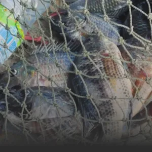 Fish caught in a tangled net with ropes, piled together in a fishing haul