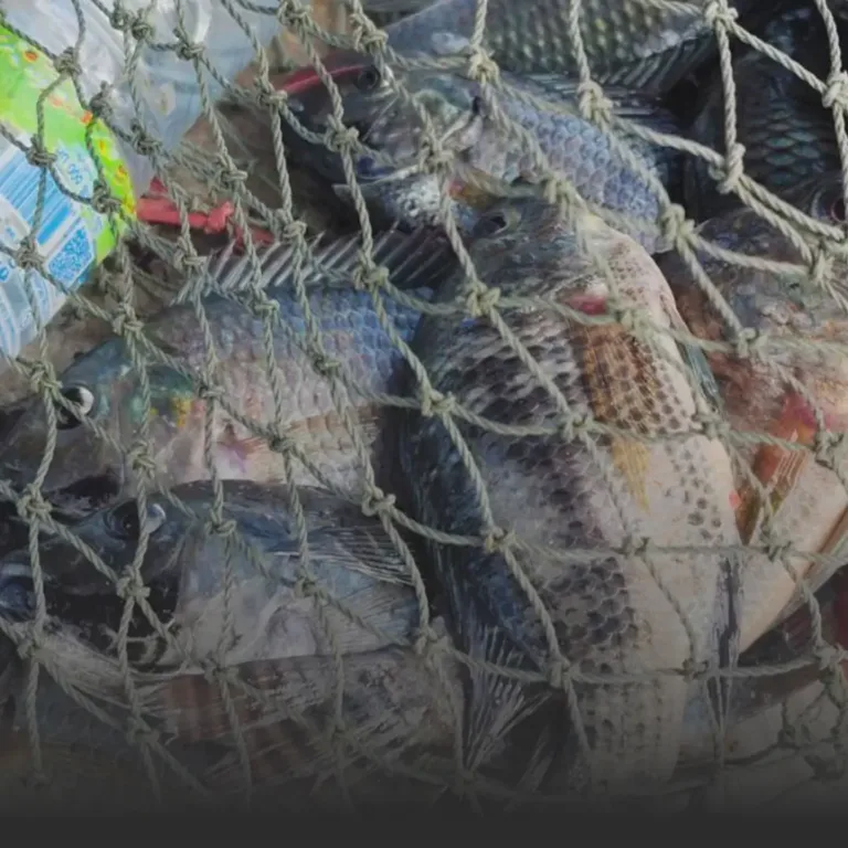 Fish caught in a tangled net with ropes, piled together in a fishing haul