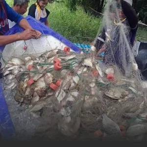 ปลาหมอคางดำโผล่ทะเลโรงโป๊ะ ติดอวนแน่นกว่า 200 กก.