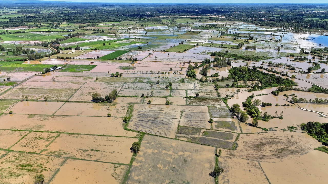 พื้นที่เกษตรน้ำท่วมเสียหาย » The Mainstream